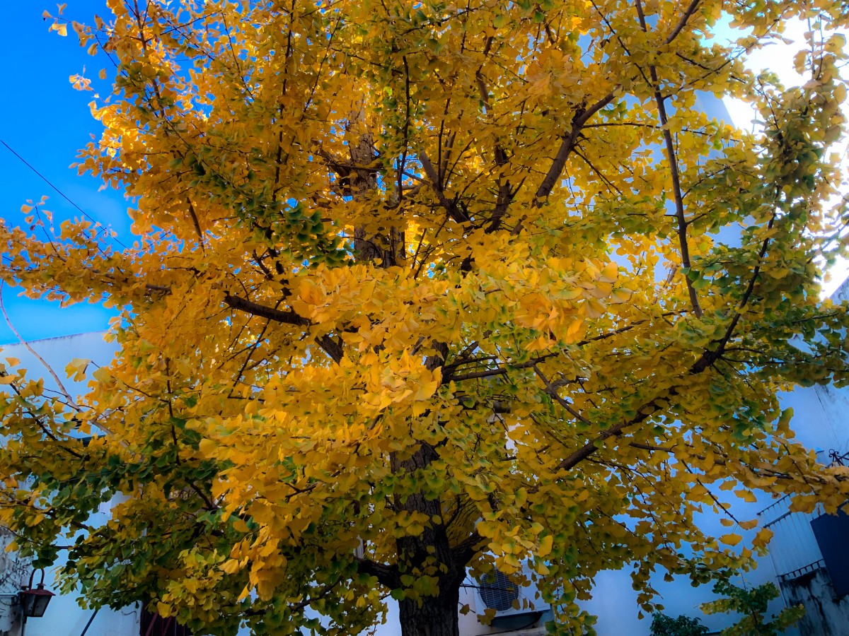 Enseñanza del Árbol del Centro: el Ginkgo y los elementales