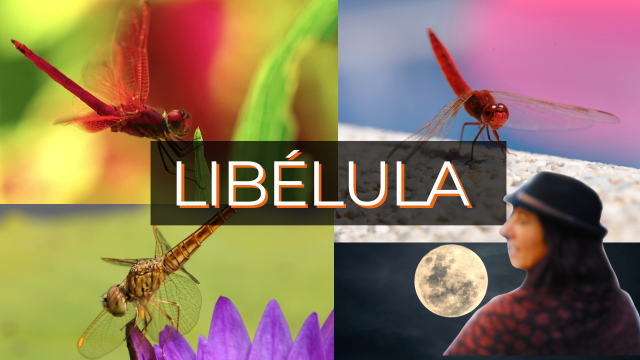 LA LIBÉLULA COMO ANIMAL DE PODER