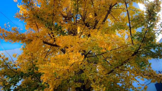 Enseñanza del Árbol del Centro: el Ginkgo y los elementales